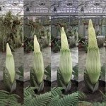 Fleur-C-Botanischer-Garten-der-Universitat-Basel-469x239