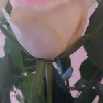 rose 2