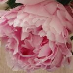 Photo du mois (Oth67) d6ca1215-088e-4eb0-9841-ba027644dda0
